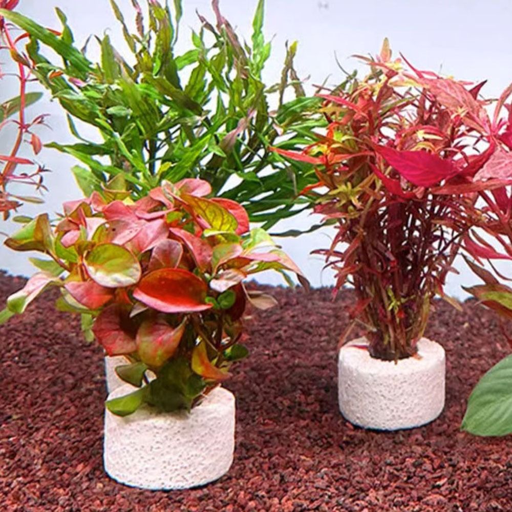 Planted Aquarium Pictures - 10Pcs 가중 링 수생 식물 고정