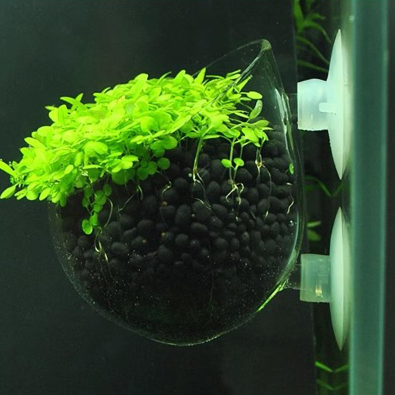 Aquarium Plant Vine - 수족관 식물 홀더 유리 수생 식물