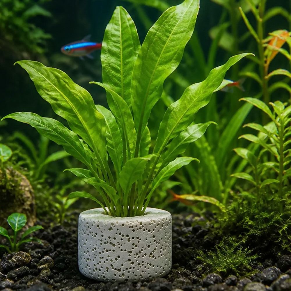Planted Aquarium Pictures - 10Pcs 가중 링 수생 식물 고정