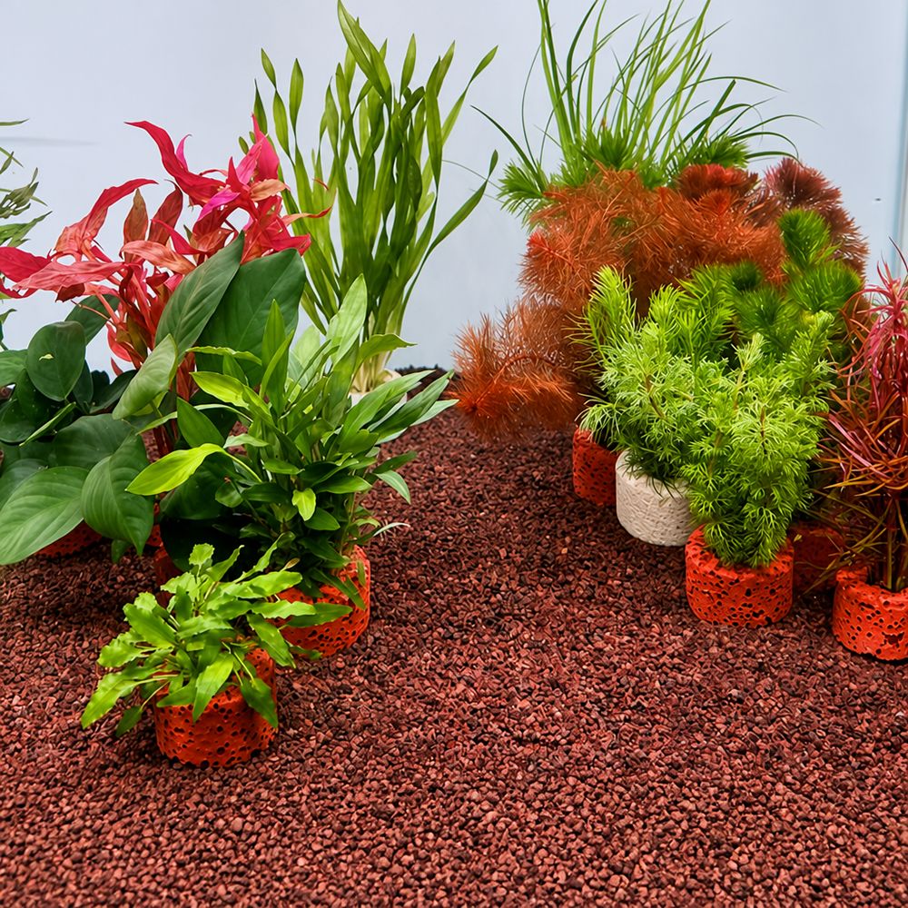 Planted Aquarium Pictures - 10Pcs 가중 링 수생 식물 고정