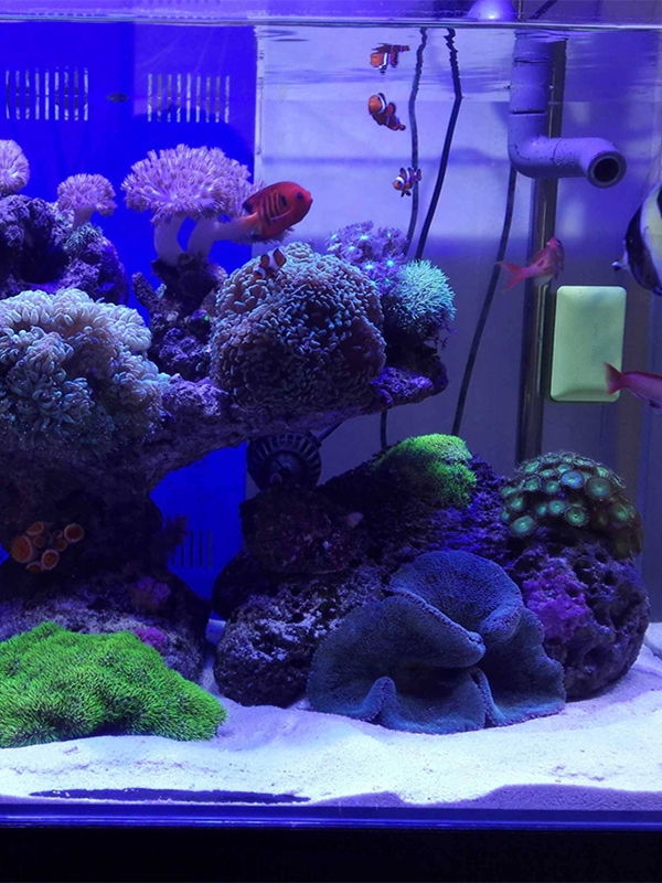 흰색 수족관 모래 바닥 장식용 어항 흰색 돌 바닥재 수 - Aquarium Sand White 리뷰 및 가격