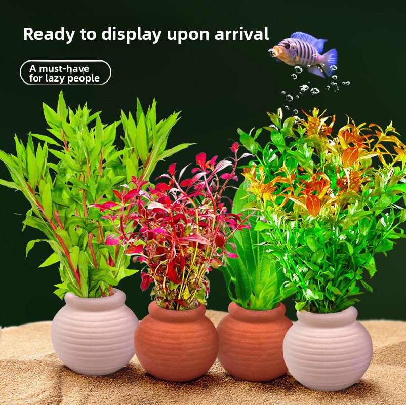 cmomo 수족관 식물 고정용품 - 줄기식물, 자바 펀 - Planted Aquarium Anubias 리뷰 및 가격