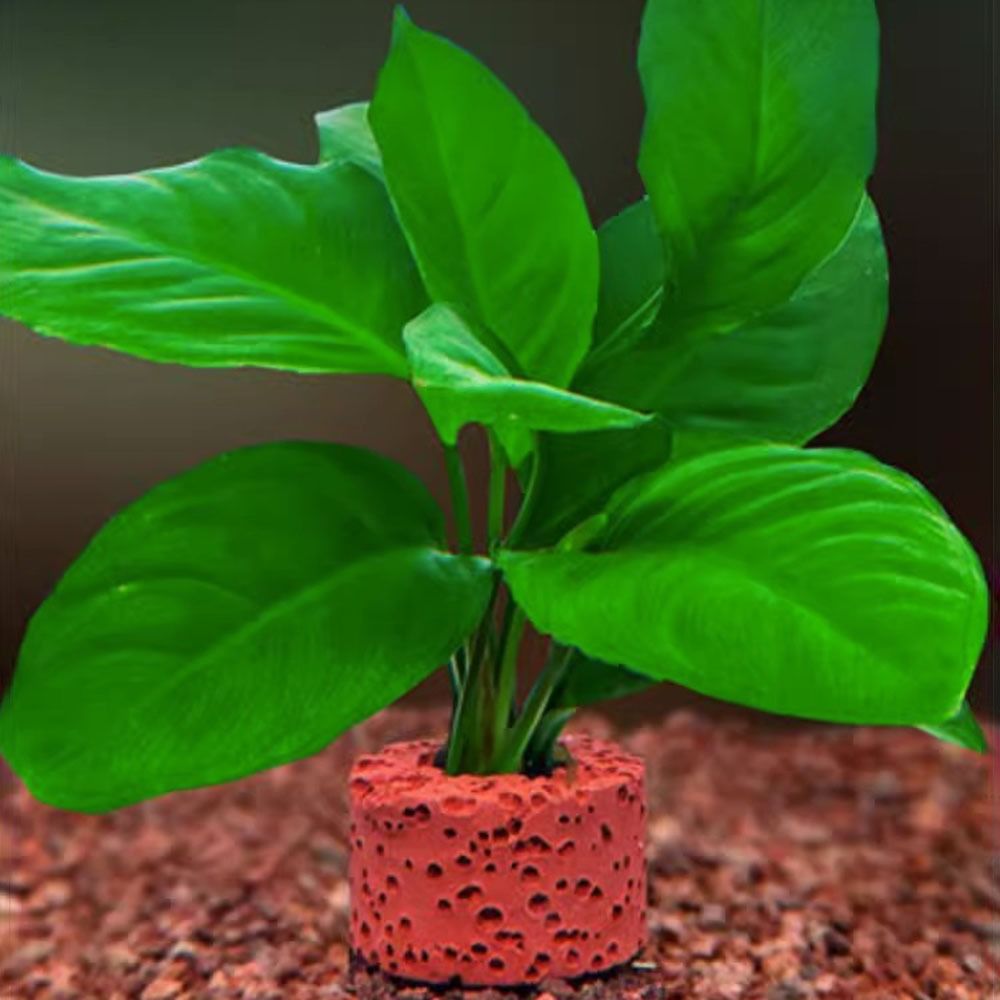 10Pcs 가중 링 수생 식물 고정 링 지지대 링 그림 - Planted Aquarium Pictures 리뷰 및 가격