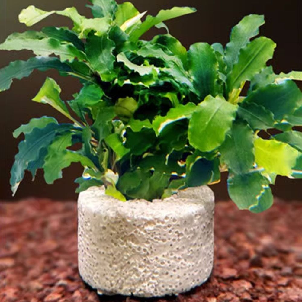 10Pcs 가중 링 수생 식물 고정 링 지지대 링 그림 - Planted Aquarium Pictures 리뷰 및 가격