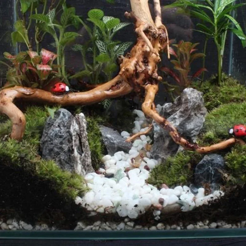 천연 나무 줄기 유목 수족관 어항, 파충류 실린더 뿌리 - Aquarium Plant Growing 리뷰 및 가격