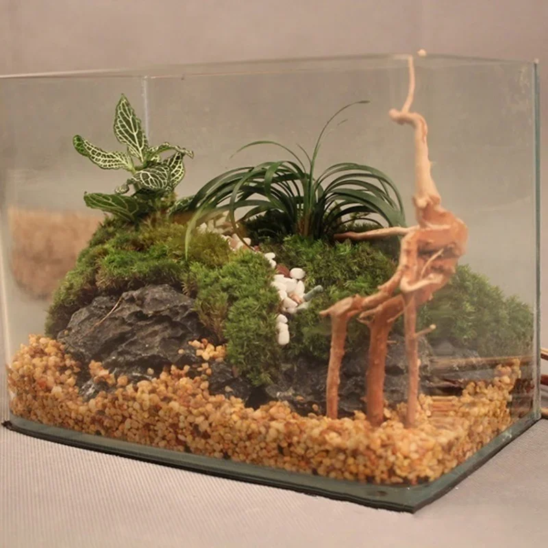 천연 나무 줄기 유목 수족관 어항, 파충류 실린더 뿌리 - Aquarium Plant Growing 리뷰 및 가격