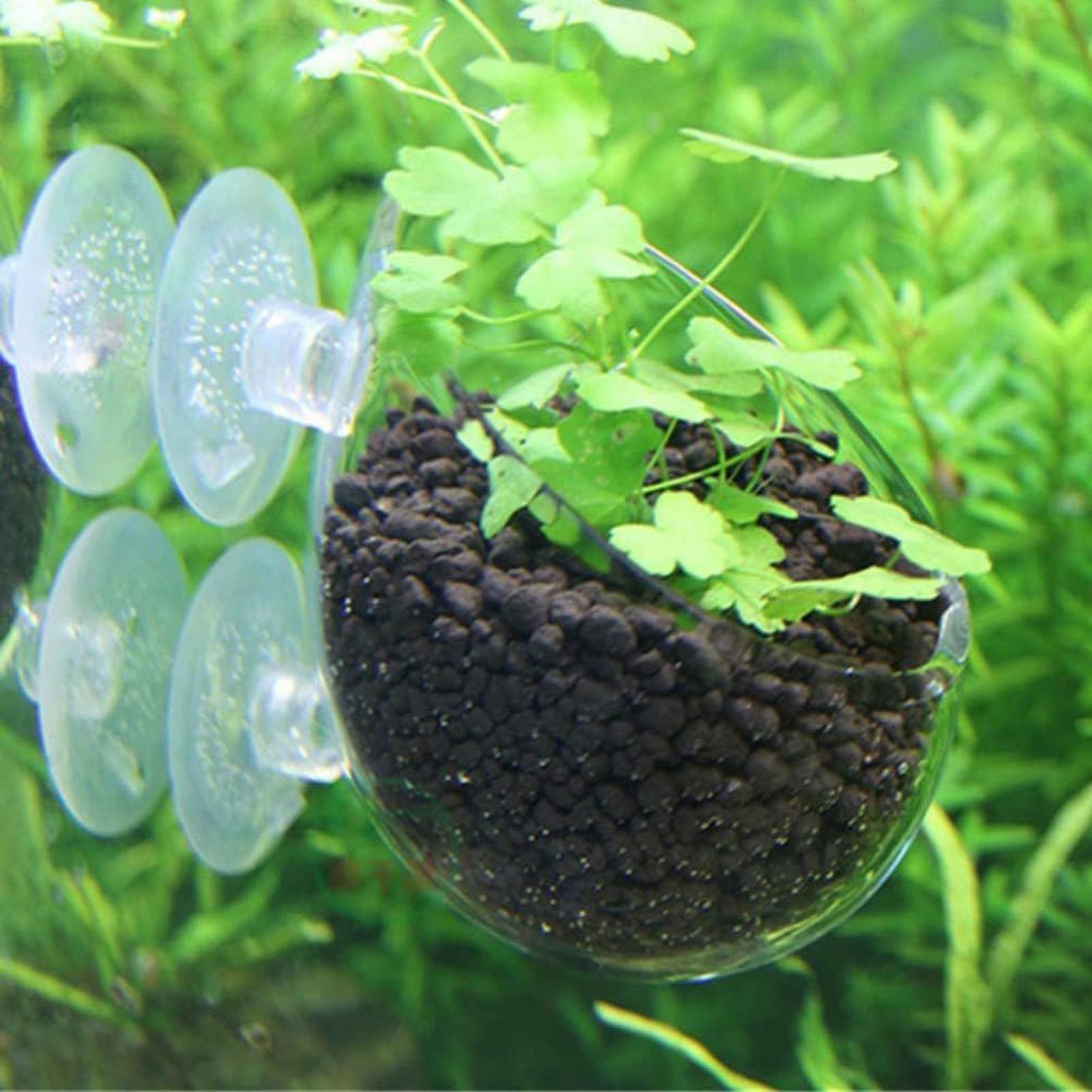 수족관 식물 홀더 유리 수생 식물 화분 흡착판 포함 생 - Aquarium Plant Vine 리뷰 및 가격