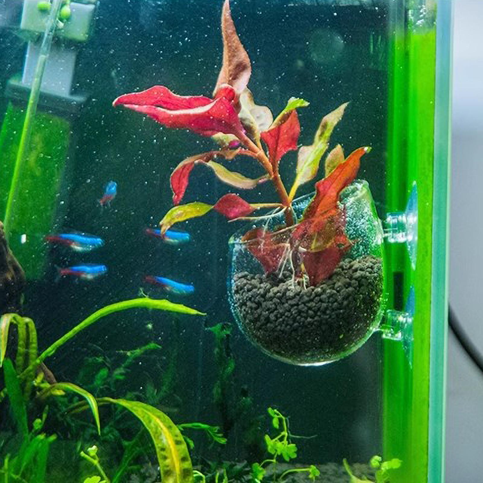 수족관 식물 홀더 유리 수생 식물 화분 흡착판 포함 생 - Aquarium Plant Vine 리뷰 및 가격