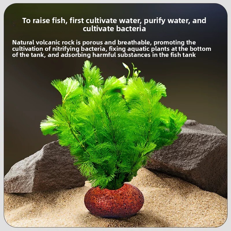 수족관 화산암 어항 식재 링 수생 식물 관리 어항 용품 - Planted Aquarium Care 리뷰 및 가격