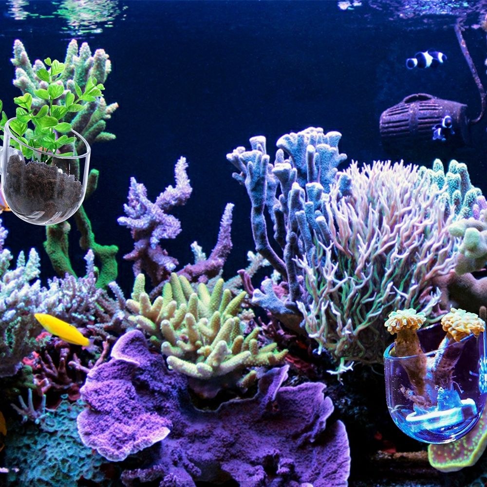 미니 수초 어항 장식 레드 웜 피더 식물 컵 흡착 홀더 - Aquarium Plant Red 리뷰 및 가격