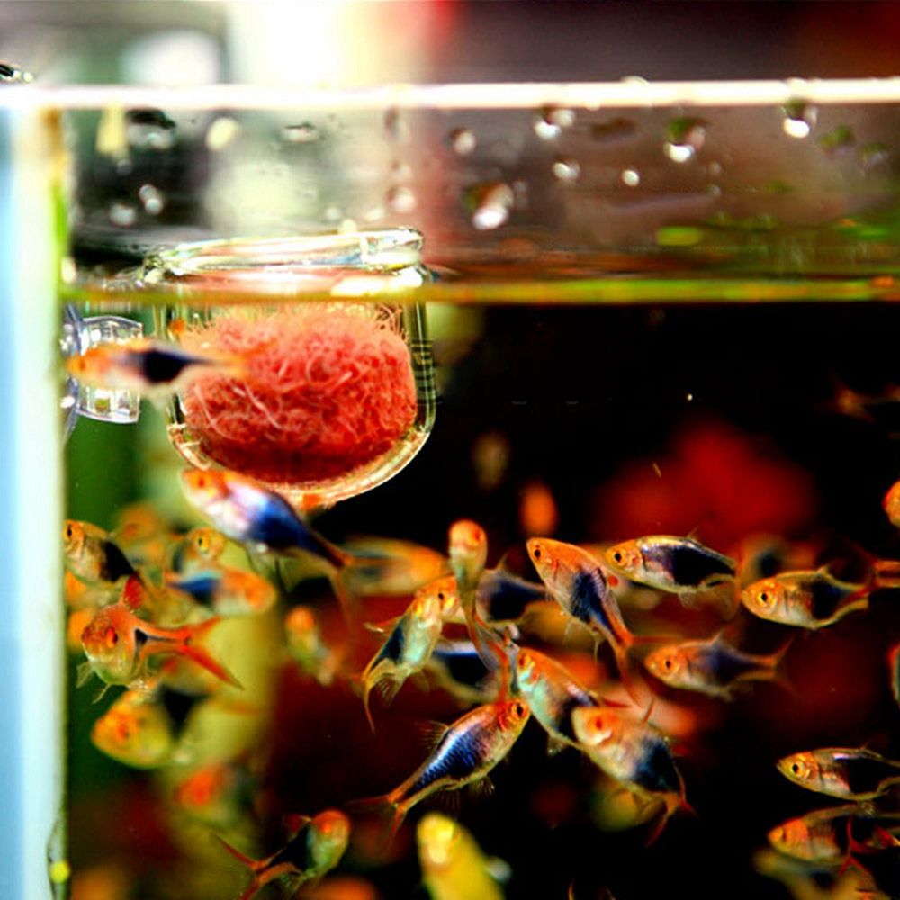 미니 수초 어항 장식 레드 웜 피더 식물 컵 흡착 홀더 - Aquarium Plant Red 리뷰 및 가격