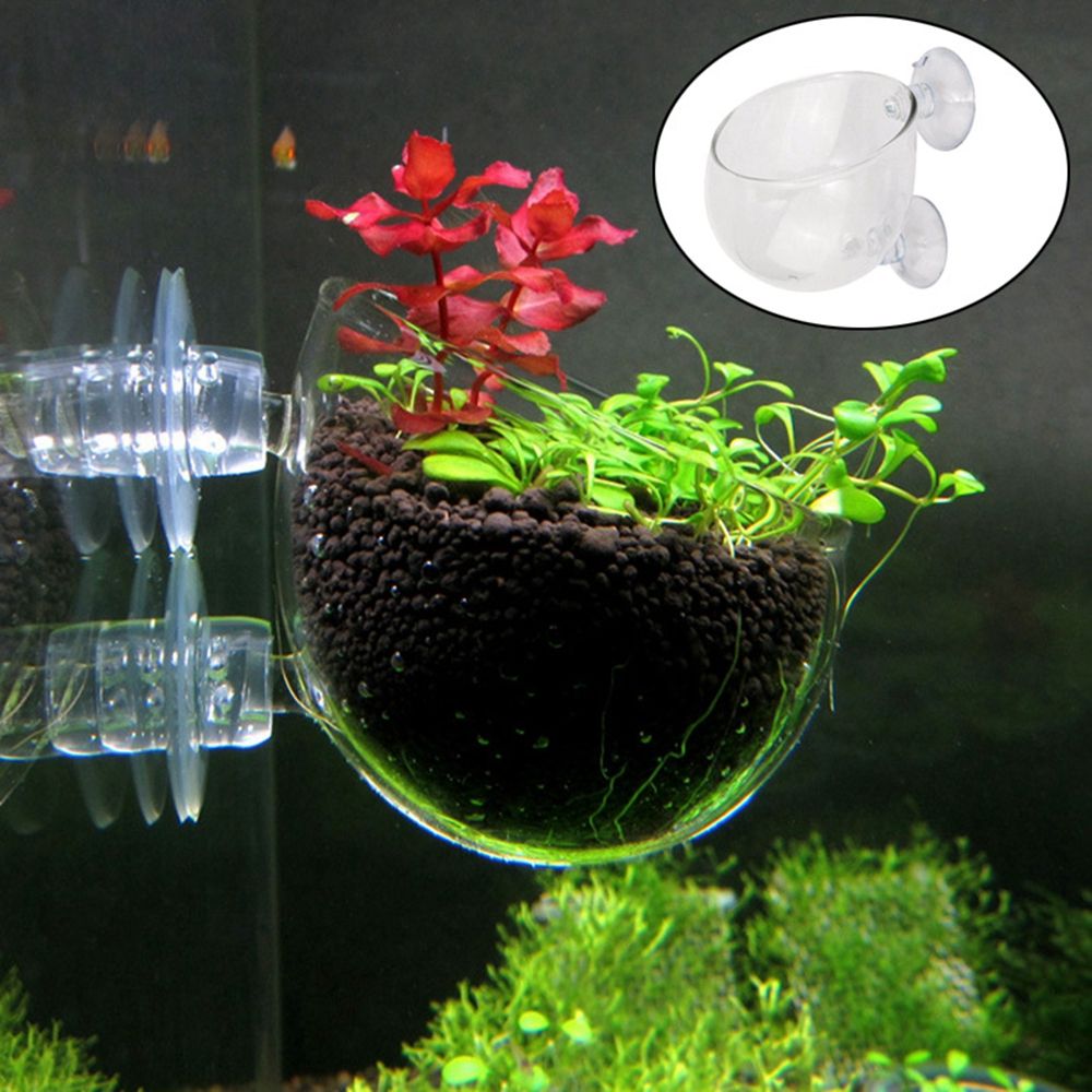 미니 수초 어항 장식 레드 웜 피더 식물 컵 흡착 홀더 - Aquarium Plant Red 리뷰 및 가격