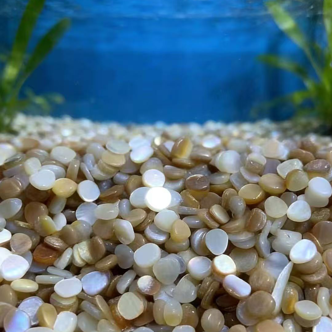 50개 4-7mm 무드릴 천연 베이지 화이트 자개 조개 - Aquarium Sand White 리뷰 및 가격