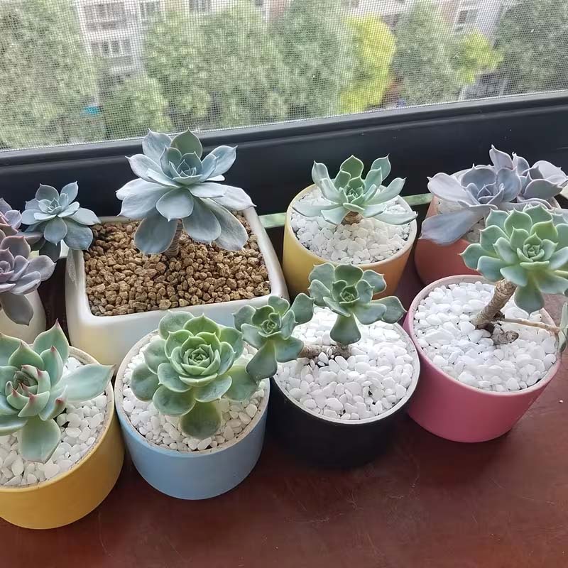 흰색 장식용 돌 100/200g (수족관, 정원 가꾸기 - Aquarium Sand White 리뷰 및 가격