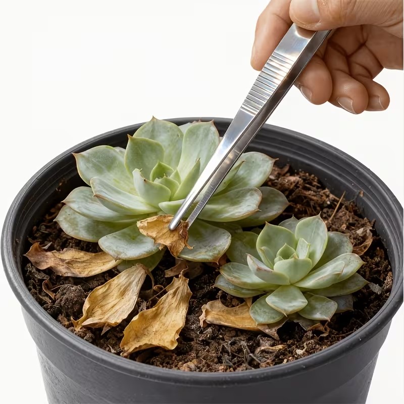20cm 스테인리스강 핀셋 세트 2개 – 직선형 및 곡 - Planted Aquarium Care 리뷰 및 가격