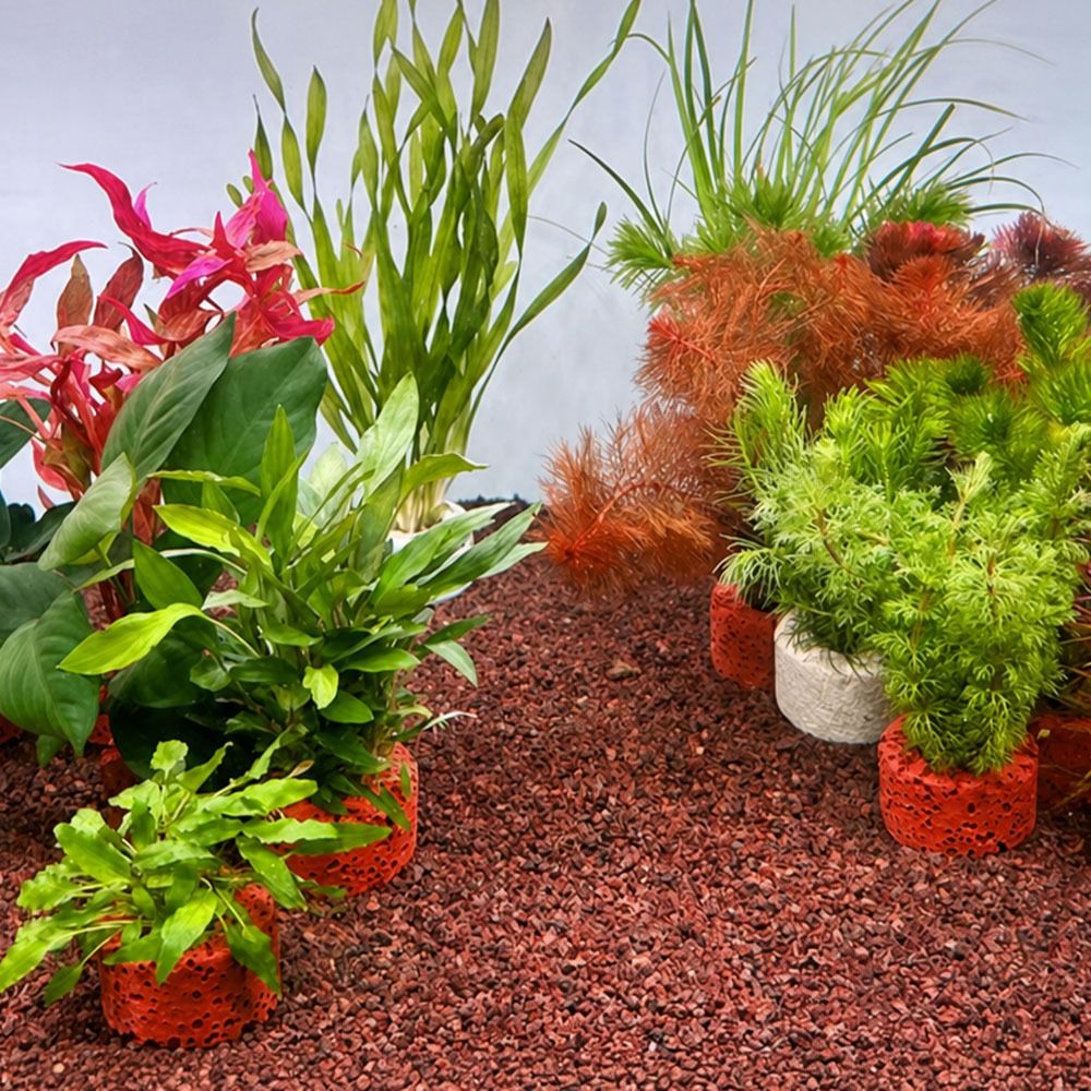 10Pcs 가중 링 수생 식물 고정 링 지지대 링 그림 - Planted Aquarium Pictures 리뷰 및 가격